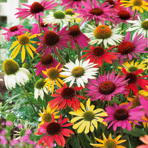 5 Marguerites Papillon en mélange