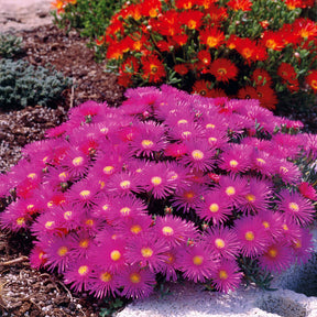 Collection de 6 Ficoïdes : jaunes, violettes, rouges - Lampranthus aurantiacus - Willemse