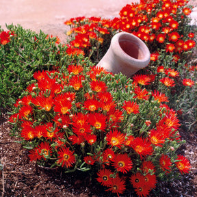 Lampranthus aurantiacus - Collection de 6 Ficoïdes : jaunes, violettes, rouges - Balcon et terrasse