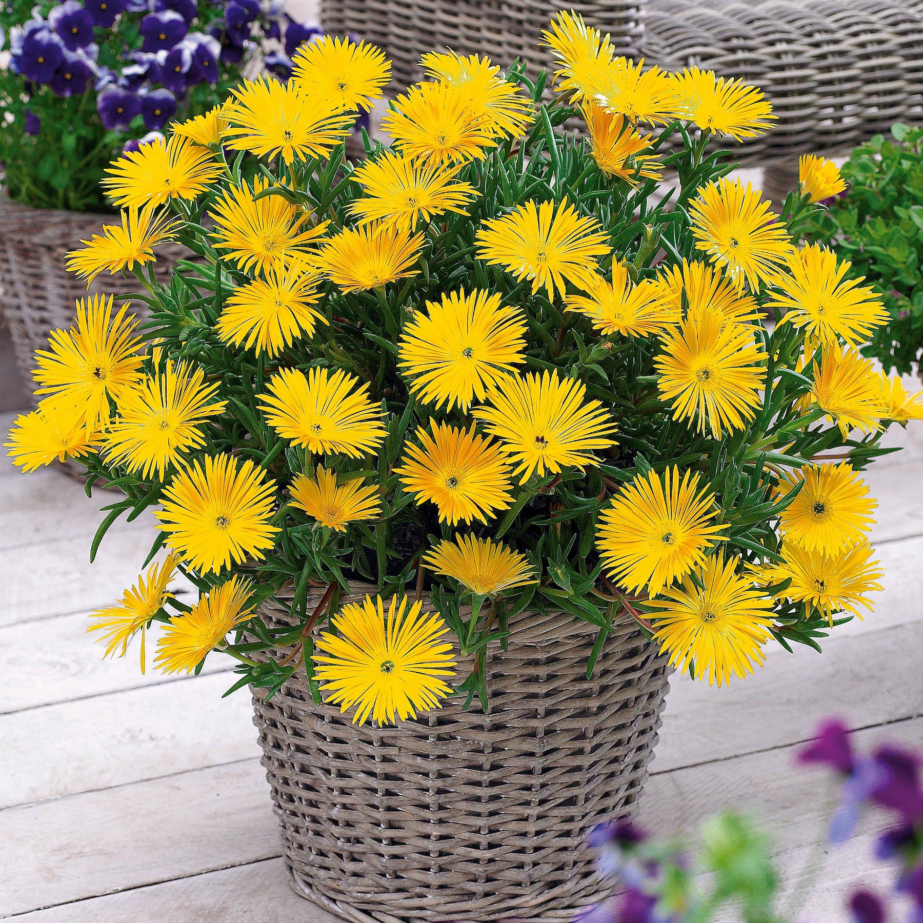 Balcon et terrasse - Collection de 6 Ficoïdes : jaunes, violettes, rouges - Lampranthus aurantiacus