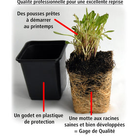 Vente Collection de 6 Ficoïdes : jaunes, violettes, rouges - Lampranthus aurantiacus