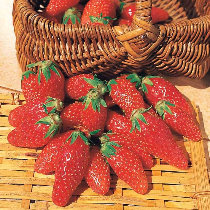 Fragaria la savoureuse de willemse cov ma48, mara - Collection 6 mois de 60 fraises : Savoureuse de Willemse, Mara des Bois, Gariguette - Collections de fruitiers