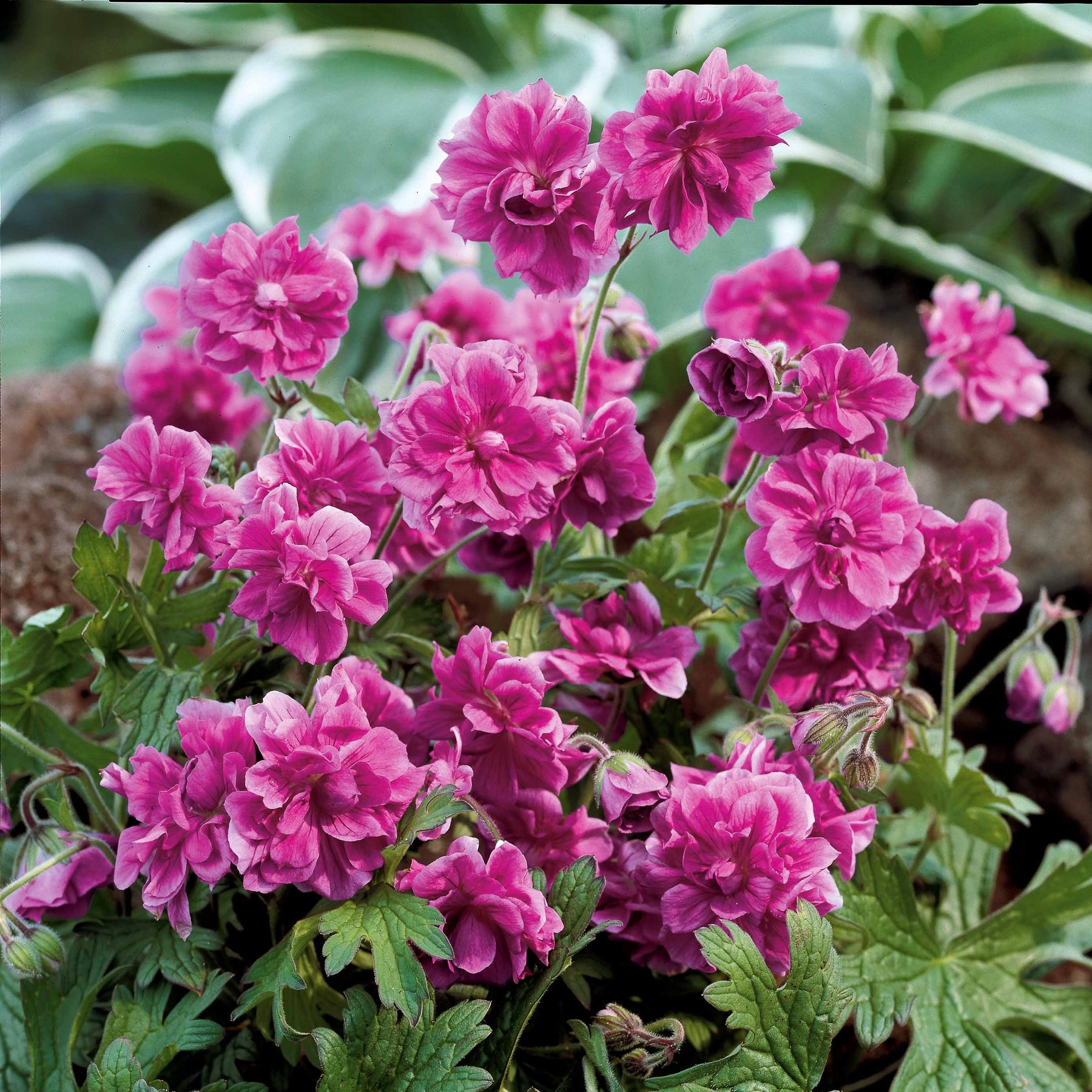 3 Géraniums doubles en mélange - Geranium pratense double jewel, himalayense birch - Plantes