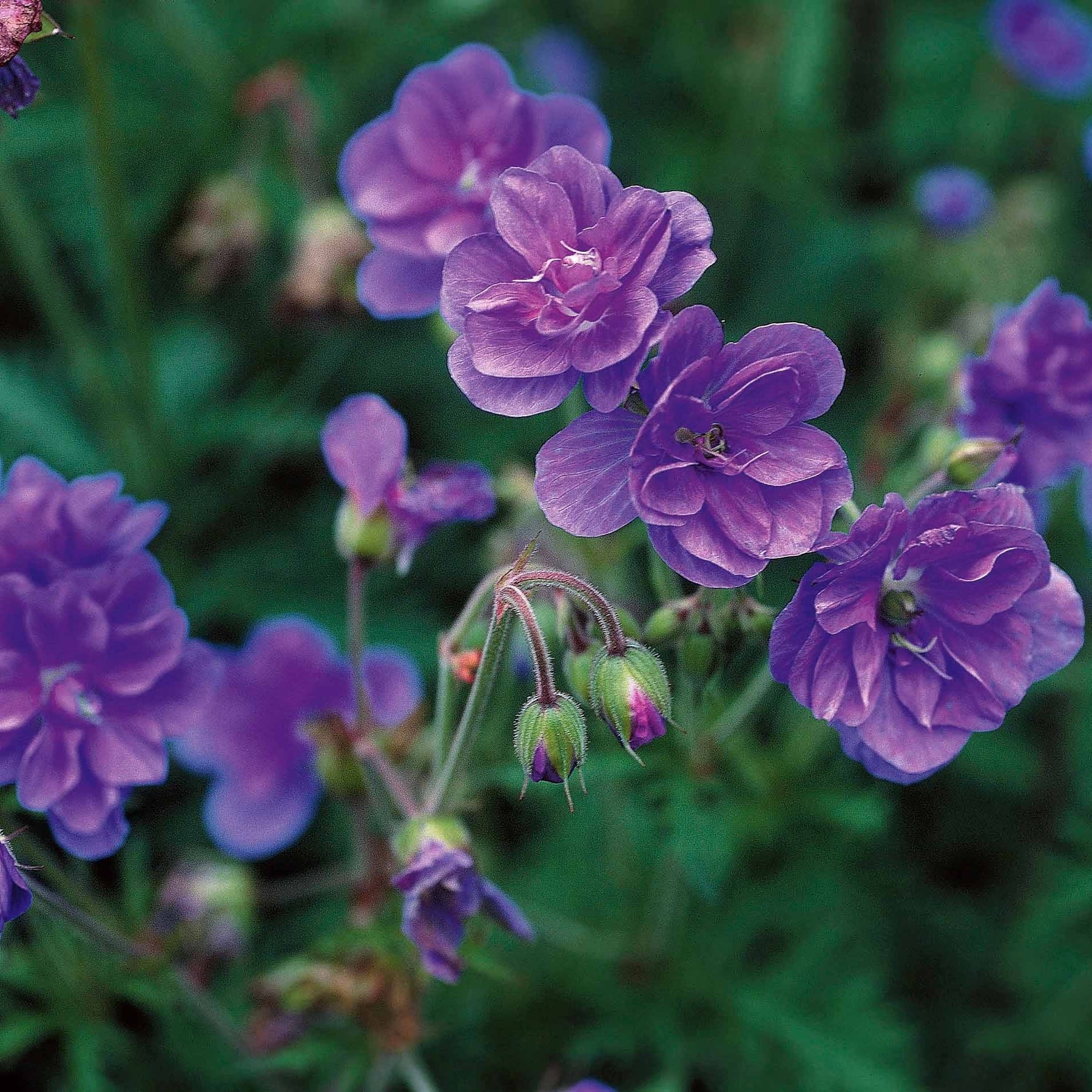 3 Géraniums doubles en mélange - Geranium pratense double jewel, himalayense birch - Géraniums vivaces