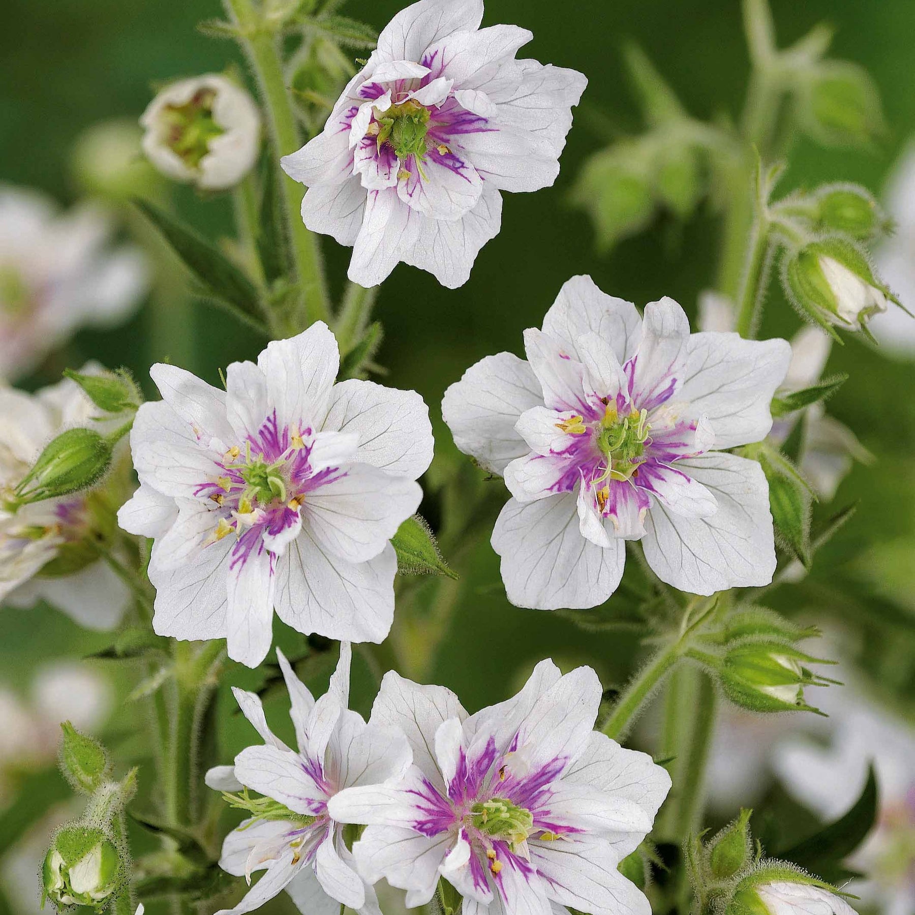 3 Géraniums doubles en mélange - Geranium pratense double jewel, himalayense birch - Plantes vivaces