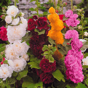 Alcea rosea charter's hybrid - 5 Roses trémières doubles en mélange - Rose trémière - Alcea