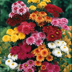 3 Marguerites d'automne en mélange - Dendranthema indicum - Plantes