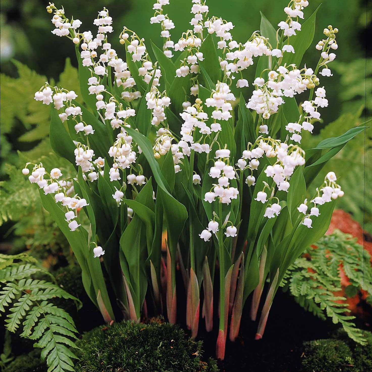 Collection de 9 Muguets : blanc, rose, géant de Bordeaux - Convallaria majalis