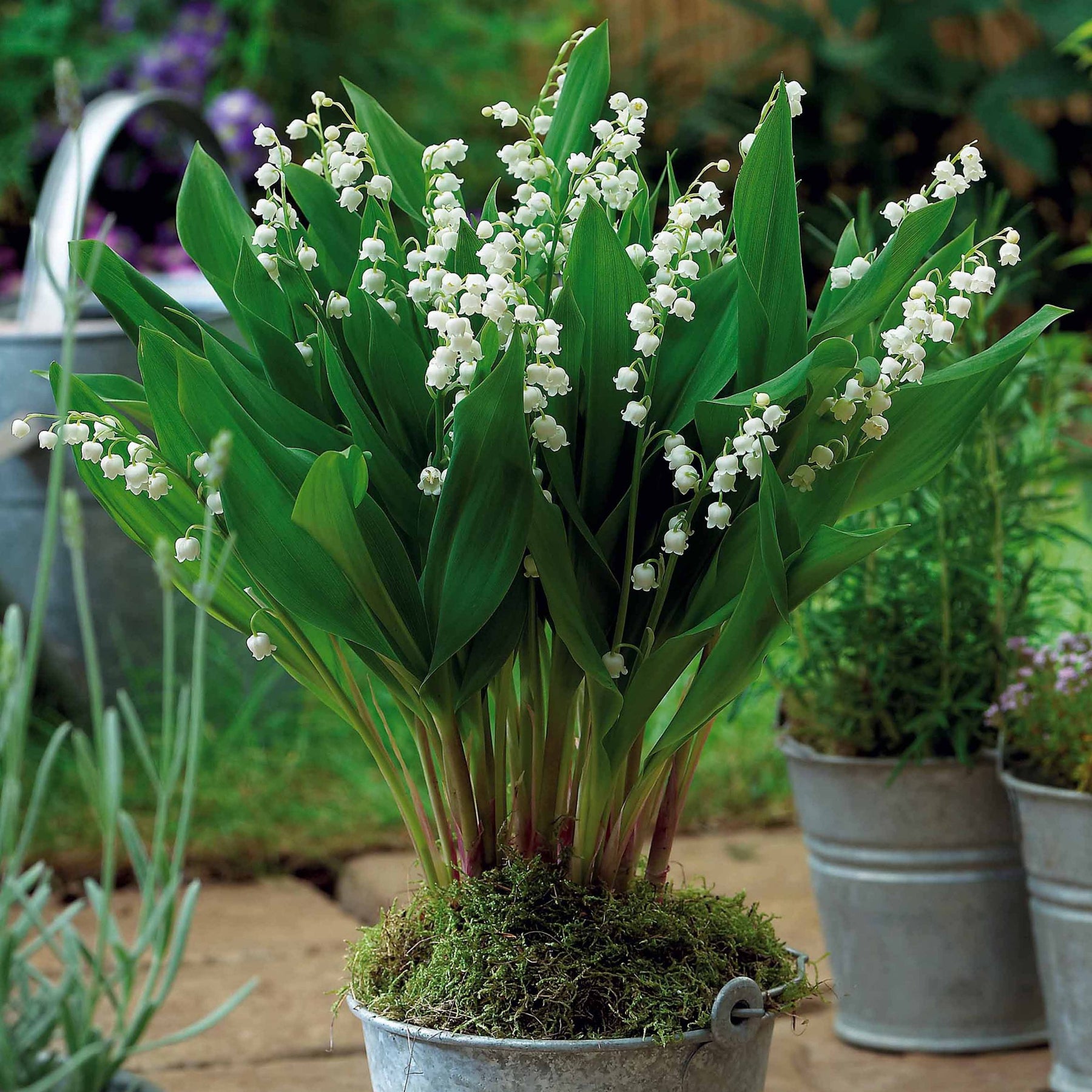 Collection de 9 Muguets : blanc, rose, géant de Bordeaux - Convallaria majalis - Muguet