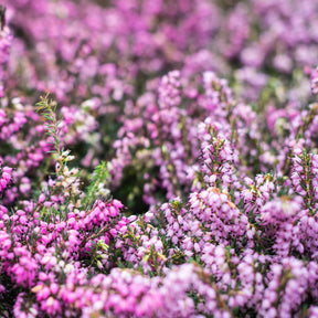 6 Bruyères d'hiver en mélange - Erica darleyensis - Plantes vivaces