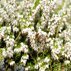 6 Bruyères d'hiver en mélange - Erica darleyensis