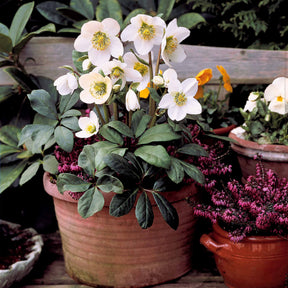 4 Bruyères d'hiver et Hellébore en mélange - Erica + helleborus niger - Plantes vivaces