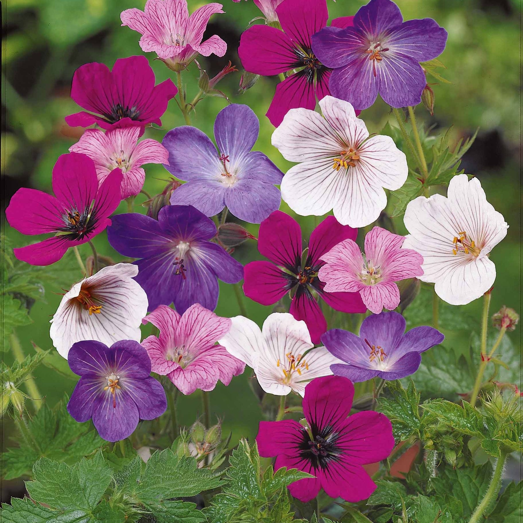 5 Géraniums Rainbow en mélange - Geranium sanguineum rainbow - Plantes vivaces