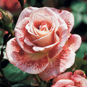 Rosa 'famosa', 'whisky', 'double delight' - Collection de 3 Rosiers buissons : Famosa, Whisky, Double Delight - Collections de rosiers