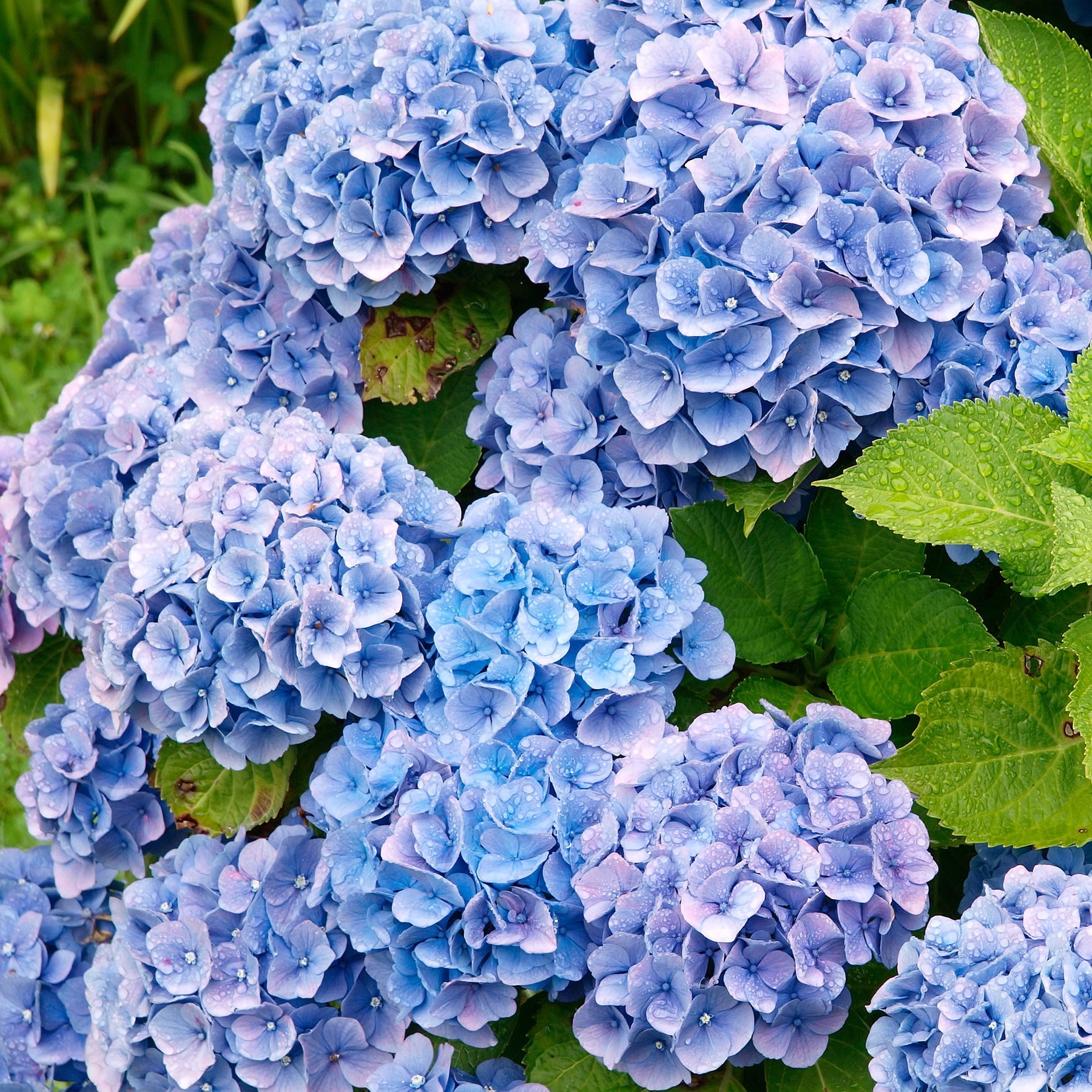 Collection de 3 Hortensias : rouge, bleu, rose - Hydrangea macrophylla - Willemse