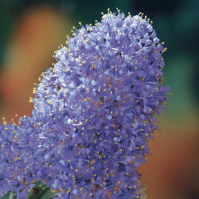 Céanothe Victoria - Lilas de Californie - Ceanothus impressus Victoria - Plantes