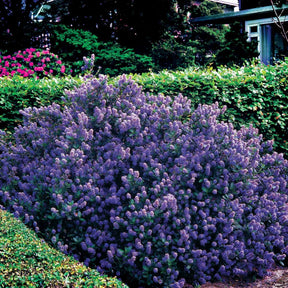 Céanothe Victoria - Lilas de Californie - Ceanothus impressus Victoria - Céanothes