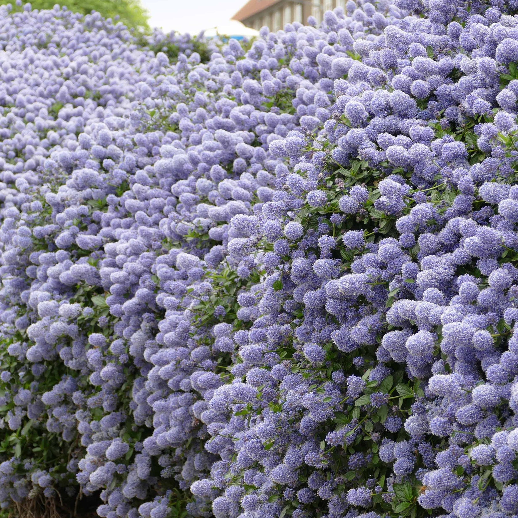 Céanothe Victoria - Lilas de Californie - Ceanothus impressus Victoria