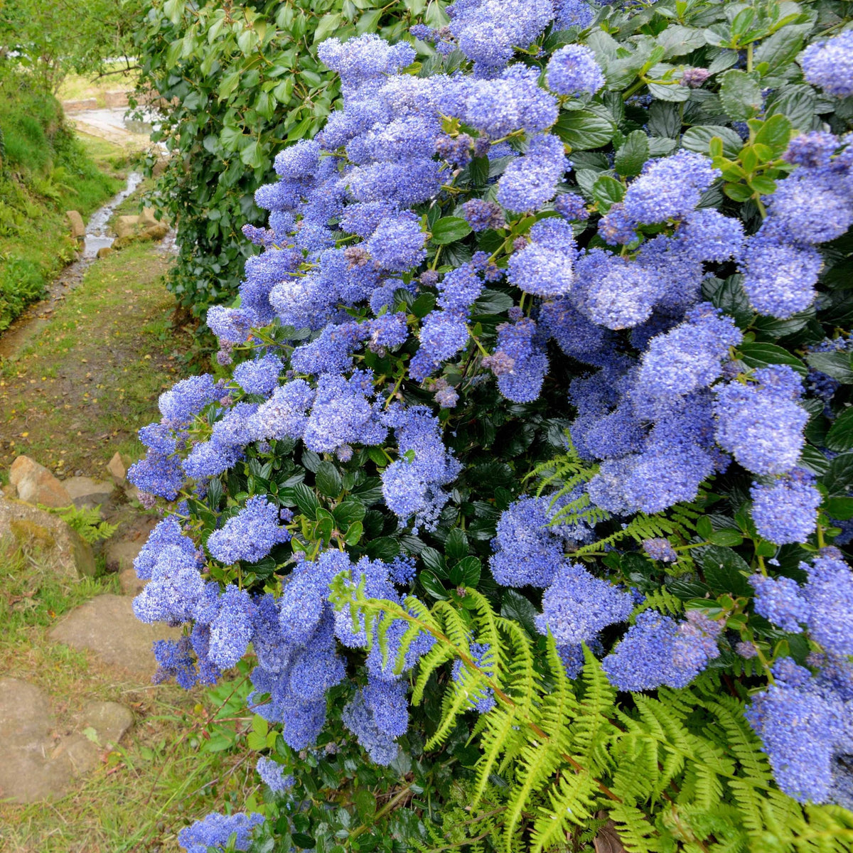 Collection de 2 Céanothes - Ceanothus impressus victoria, ceanothus x pallidus - Willemse