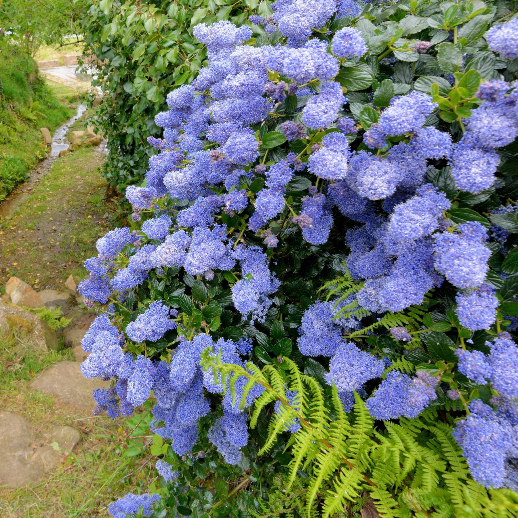 Collection de 2 Céanothes - Ceanothus impressus victoria, ceanothus x pallidus - Plantes