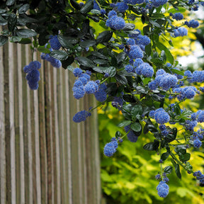 Céanothe Victoria - Lilas de Californie - Ceanothus impressus Victoria