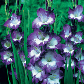 50 Glaïeuls pour un jardin multicolore en mélange - Gladiolus 'nori', 'green star', 'manteca', after s - Bulbes à fleurs