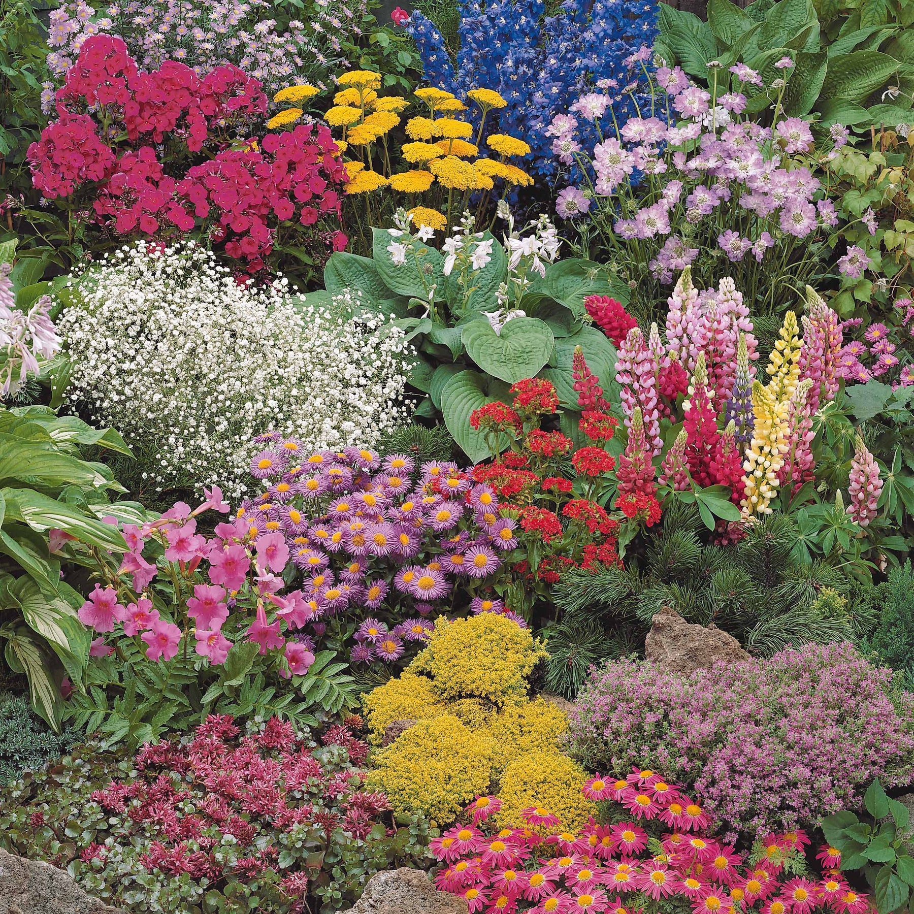 Sedum acre, Hosta, Aster, Erigeron speciosus Rosa Jewel, Delphinium, Phlox paniculata, Thymus serpyllum, Sedum spurium, Incarvillea Delavayi, Achillea , Gypsophila paniculata, Lupinus - Collection variée de 12 plantes vivaces  - 2 m² - Collections de vivaces