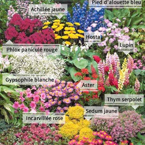 Collection variée de 12 plantes vivaces  - 2 m² - Sedum acre, Hosta, Aster, Erigeron speciosus Rosa Jewel, Delphinium, Phlox paniculata, Thymus serpyllum, Sedum spurium, Incarvillea Delavayi, Achillea , Gypsophila paniculata, Lupinus - Plantes