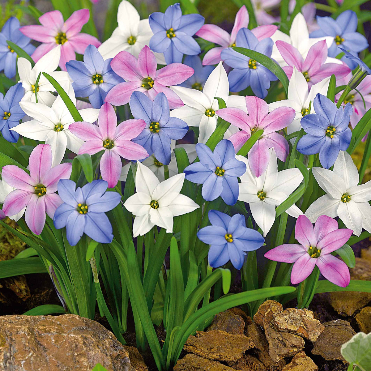 30 Etoiles de printemps en mélange - Ipheion - Plantes