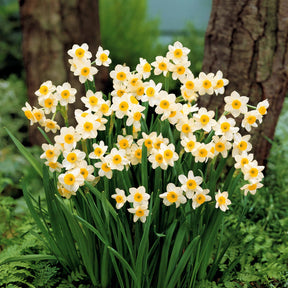 Narcisse - Collection de 30 mini Narcisses : Jet fire, Rip van Winkle, Tête à tête - Narcissus 'jet fire', 'rip van winkle','tête à têt