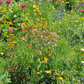 Graines de fleurs spécial terrains secs en mélange - Willemse