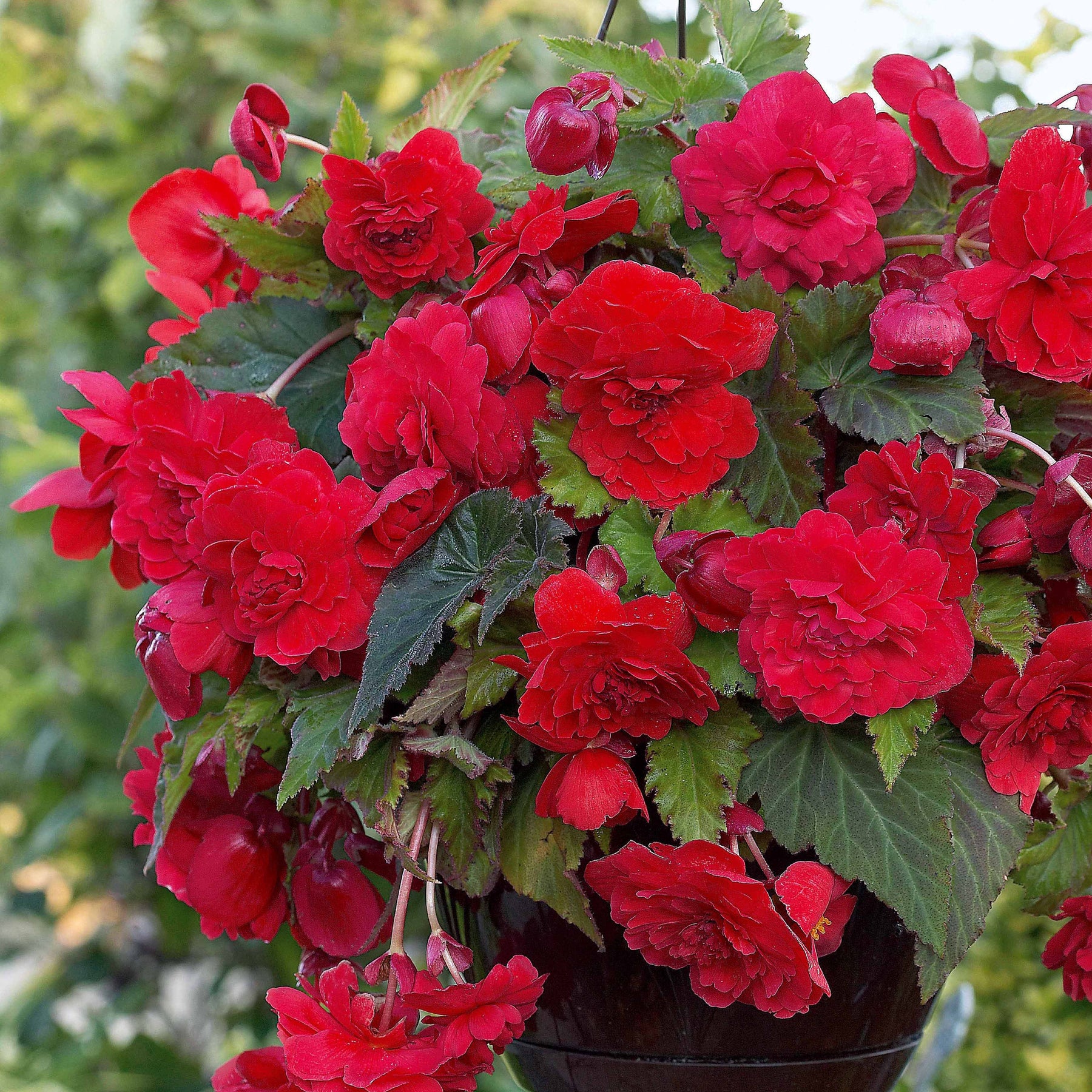 9 Bégonias parfumées en mélange - Begonia 'red glory', 'angélique''pink delight' - Bulbes à fleurs