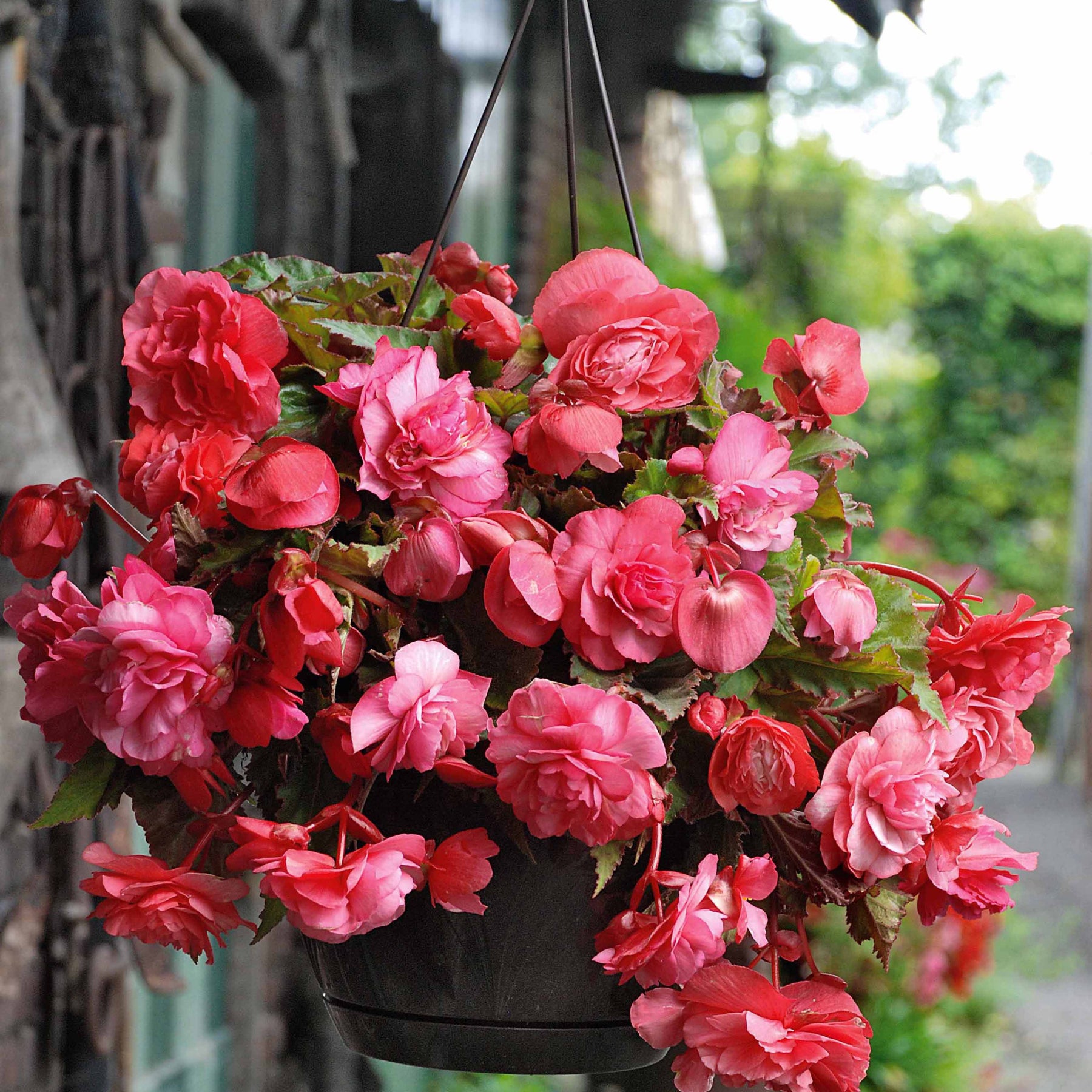 9 Bégonias parfumées en mélange - Begonia 'red glory', 'angélique''pink delight' - Bégonia