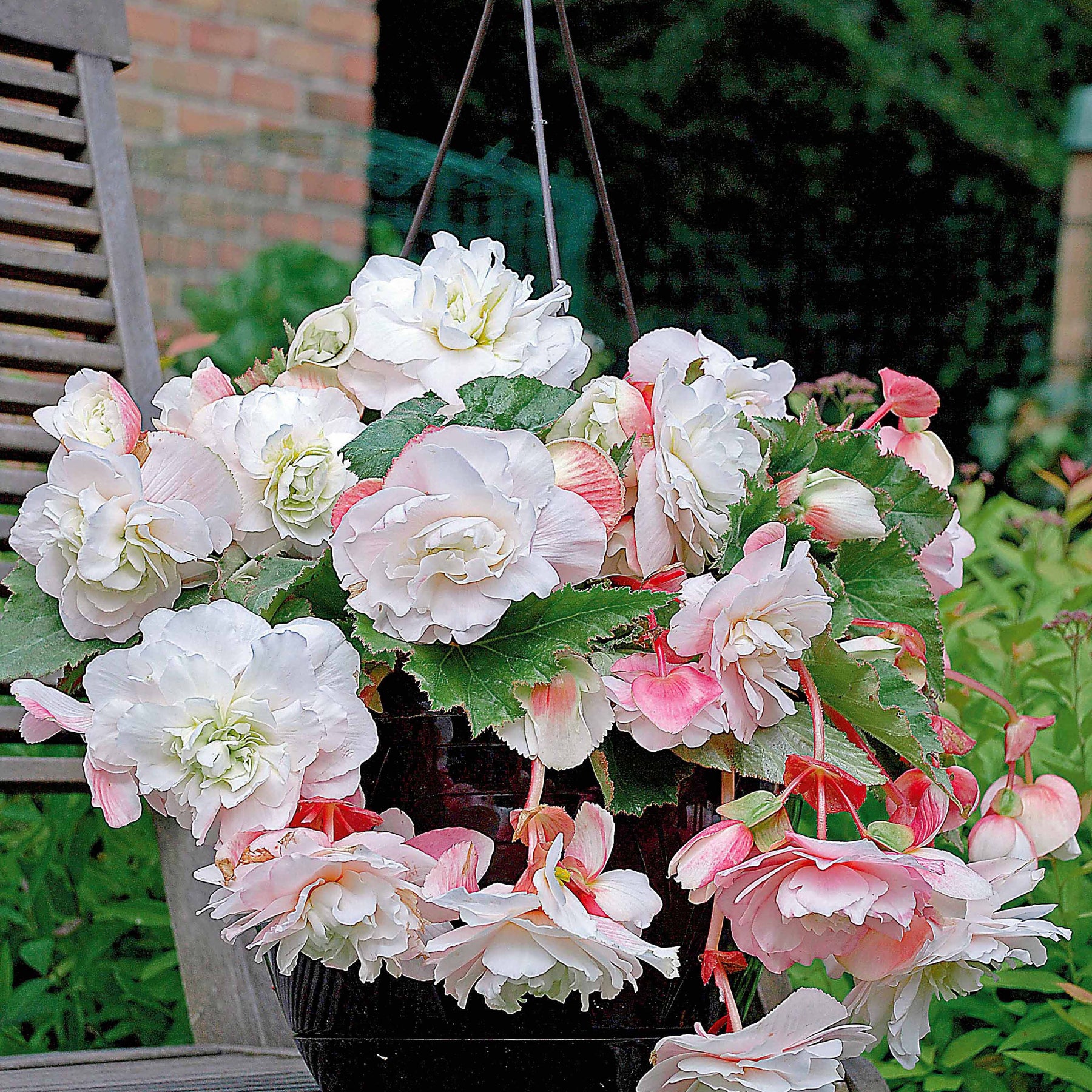 9 Bégonias parfumées en mélange - Begonia 'red glory', 'angélique''pink delight'