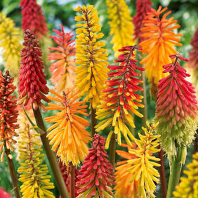 3 Tritomas en mélange - Kniphofia - Plantes