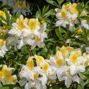 Azalea mollis - Collection de 3 Azalées de Chine : orangé, jaune, blanche - Azalées