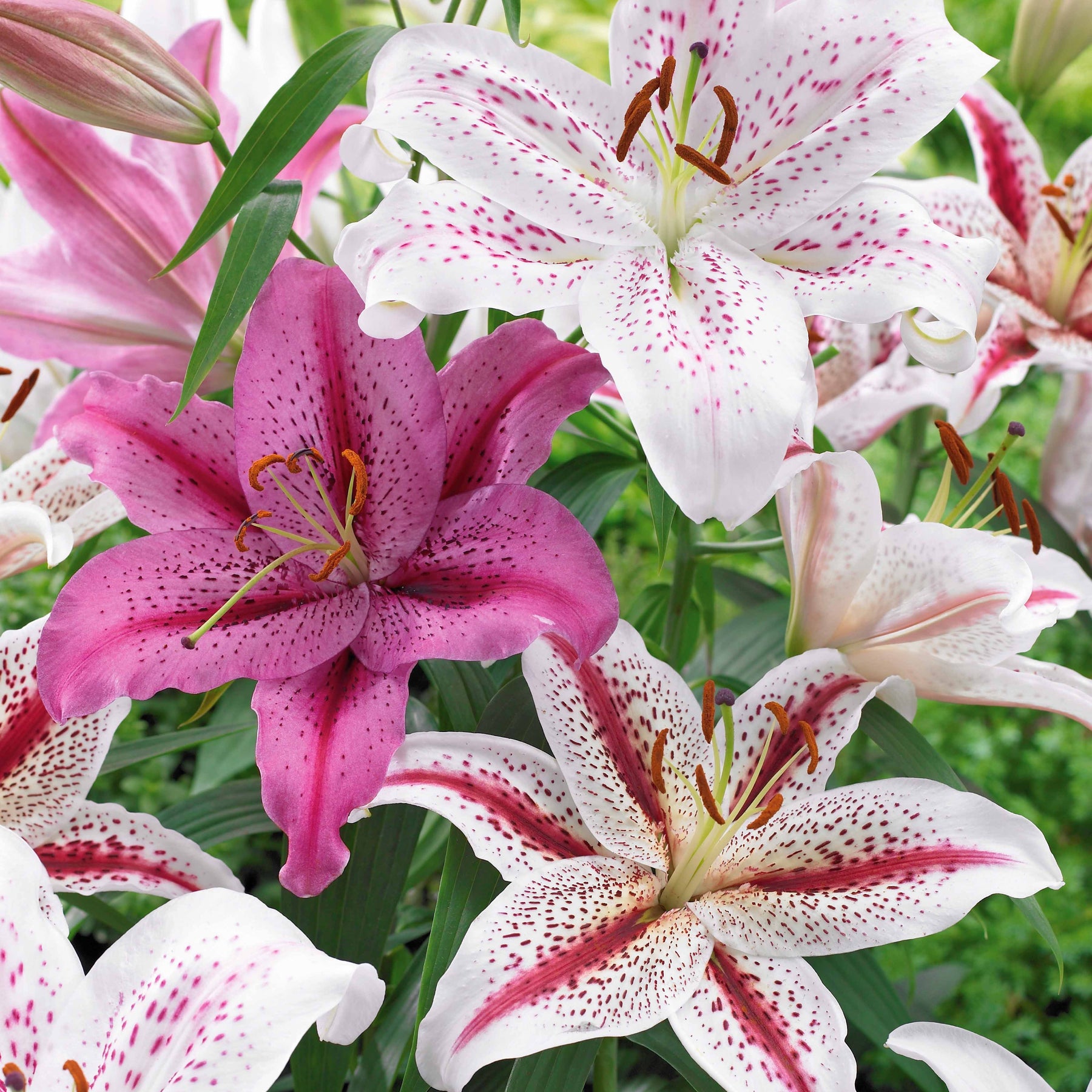 6 Lis orientaux tigrés en mélange - Lilium orientalis Dizzy, Muscadet, Tigermoon - Bulbes à fleurs