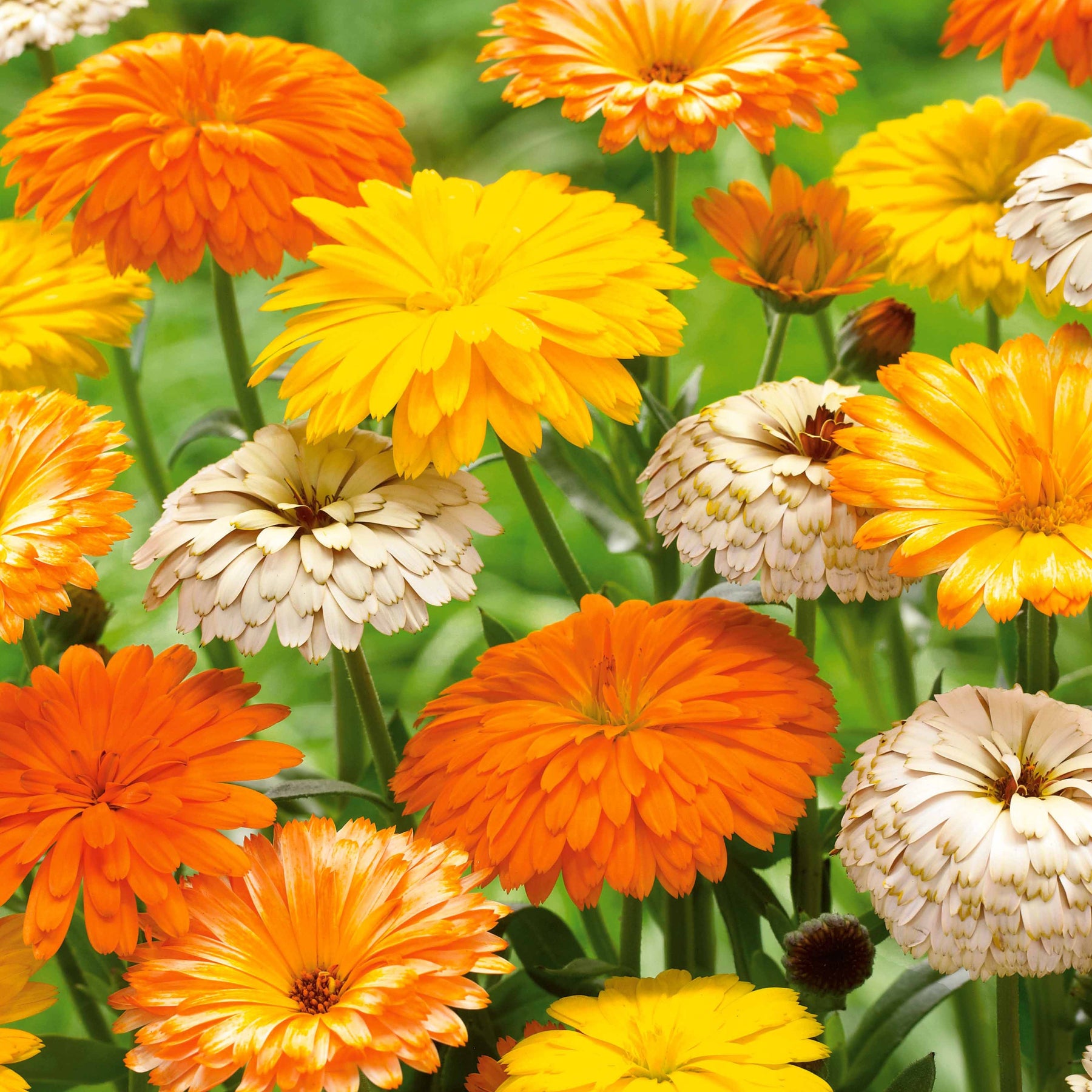 3 Soucis résistants au froid en mélange - Calendula - Plantes