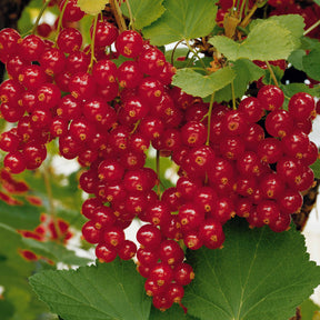 Collection de 2 groseillier et cassis sur tige - Ribes rubrum, nigrum - Willemse