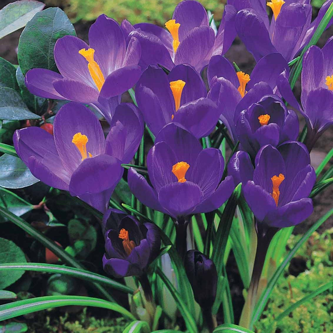 60 Crocus blanc violet, jaune, blanc, violet en mélange - Crocus 'yellow mammouth', 'flower record', 'jeanne - Crocus