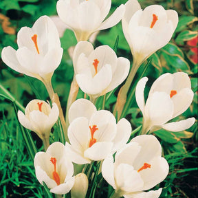 60 Crocus blanc violet, jaune, blanc, violet en mélange - Crocus 'yellow mammouth', 'flower record', 'jeanne