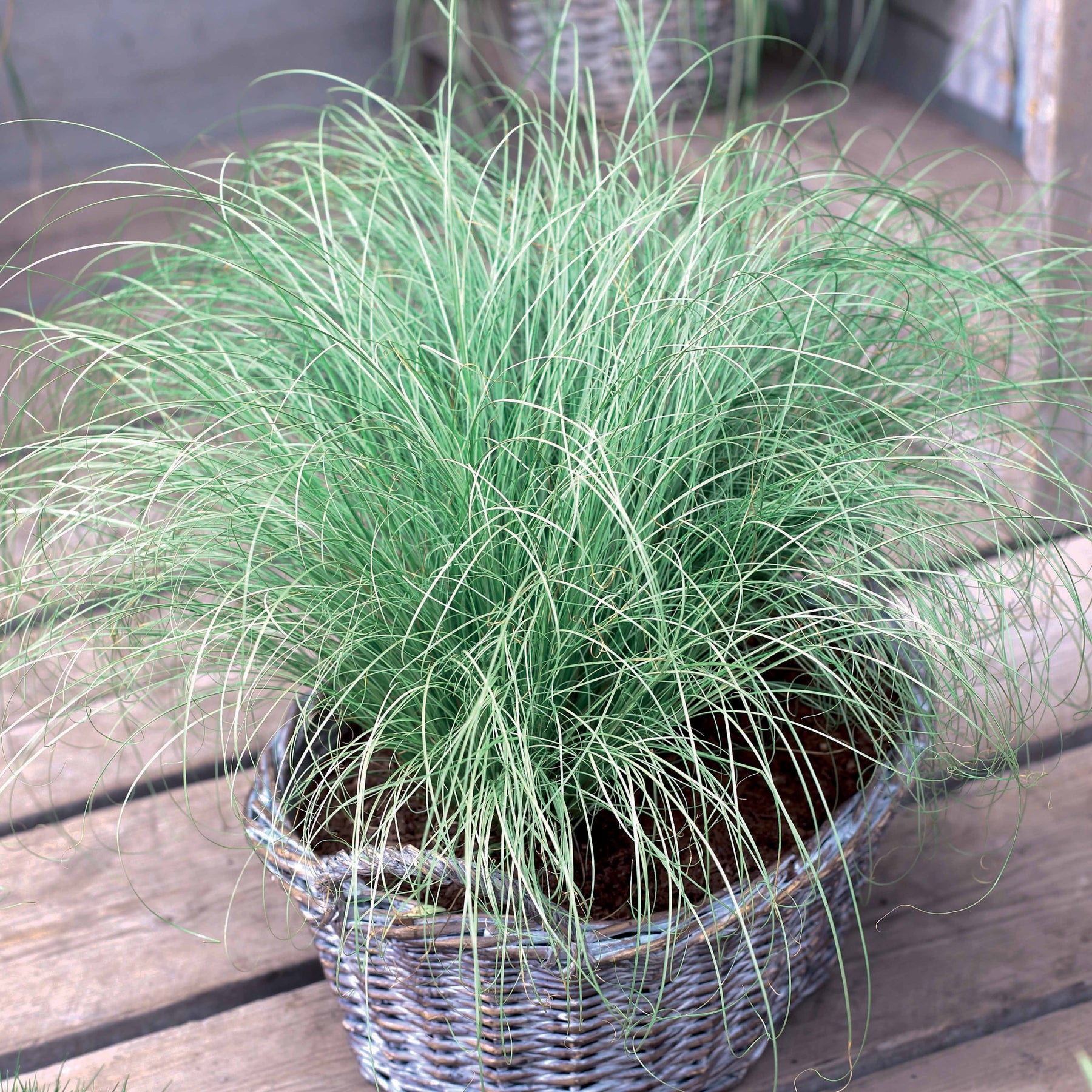 3 Graminées colorées en mélange - Imperata cylindrica Red Baron, Carex oshimensis Evergreen, Festuca glauca