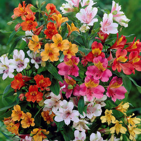 3 Lys des incas en mélange - Alstroemeria - Plantes