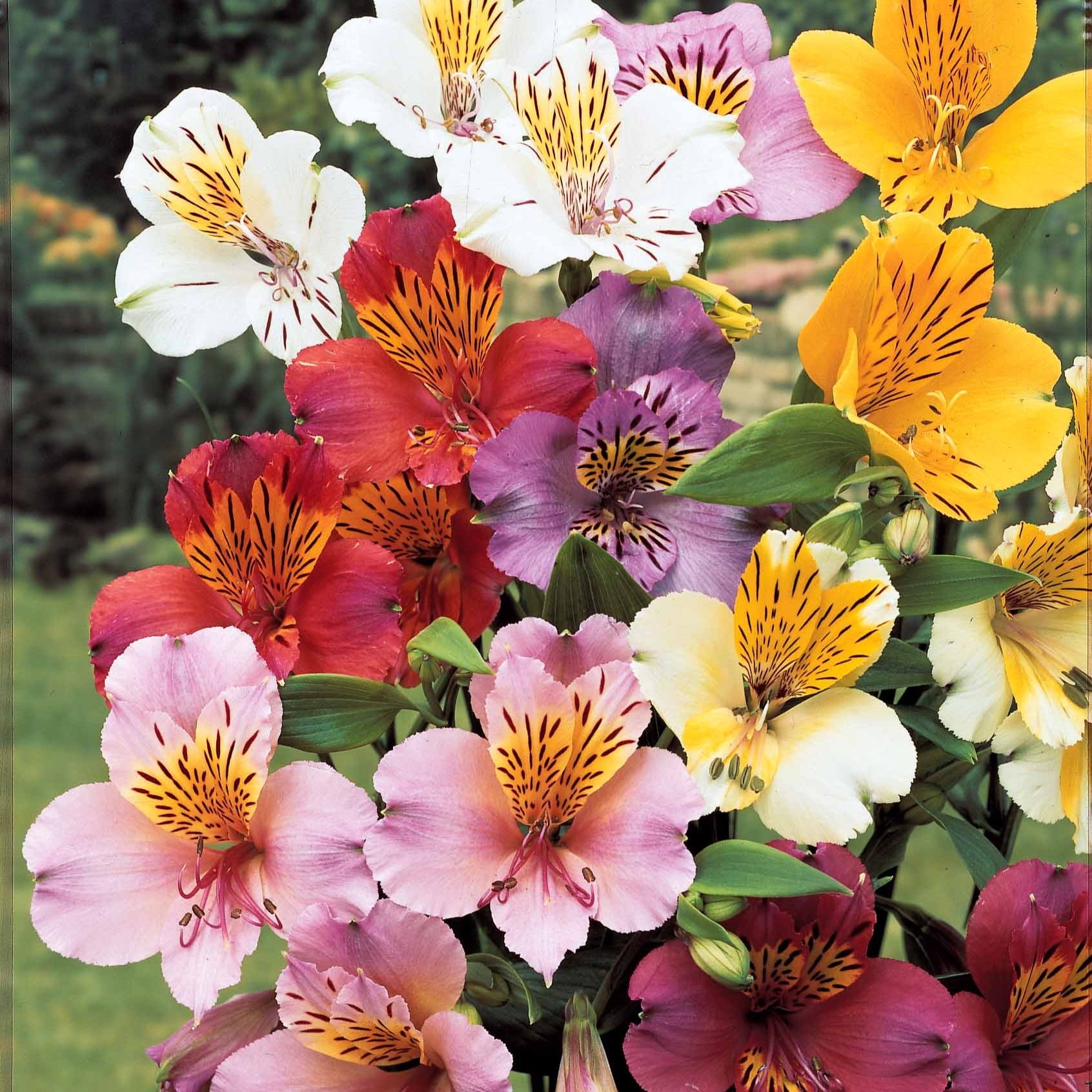 3 Lys des incas en mélange - Alstroemeria - Plantes vivaces