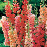 3 Delphiniums rouges en mélange - Willemse