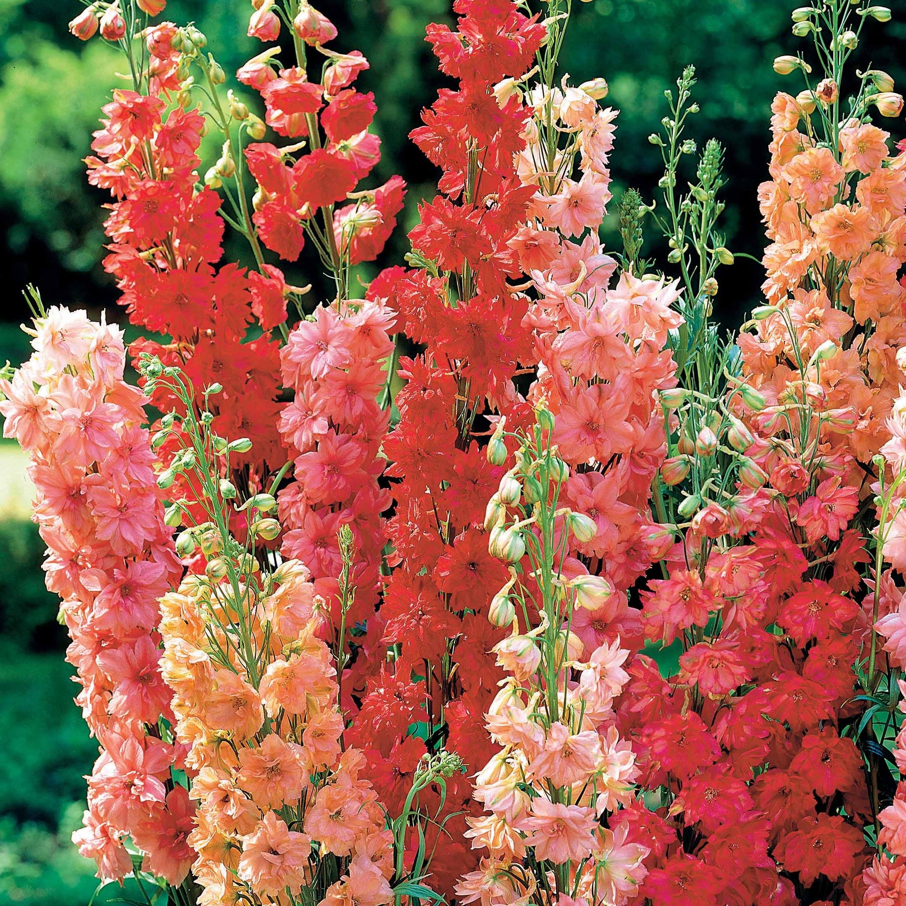 3 Delphiniums rouges en mélange - Delphinium - Plantes