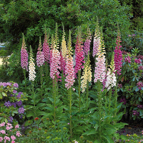 3 Digitales en mélange - Digitalis purpurea - Willemse