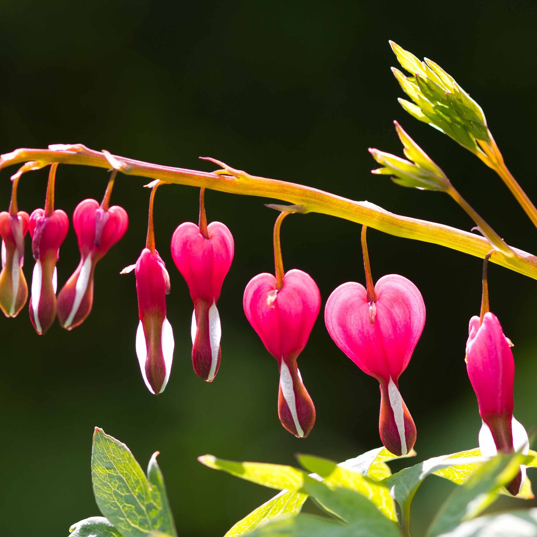 4 Coeur de Marie en mélange - Dicentra spectabilis