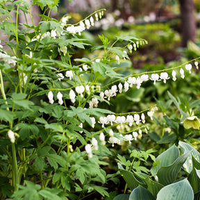 4 Coeur de Marie en mélange - Dicentra spectabilis