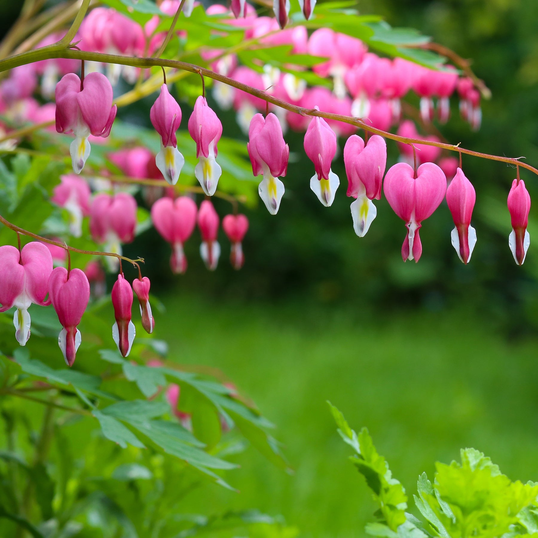 Coeur de Marie en mélange